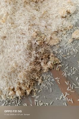 Damaged Stock of Rice